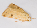 Bordered Straw